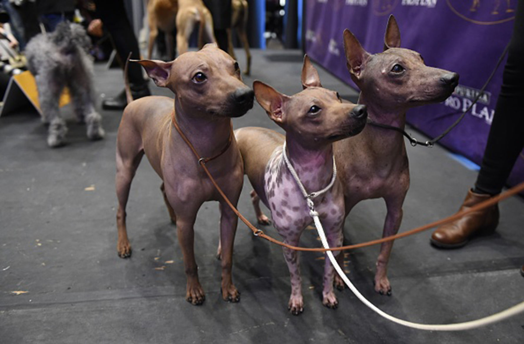 American hairless terrier